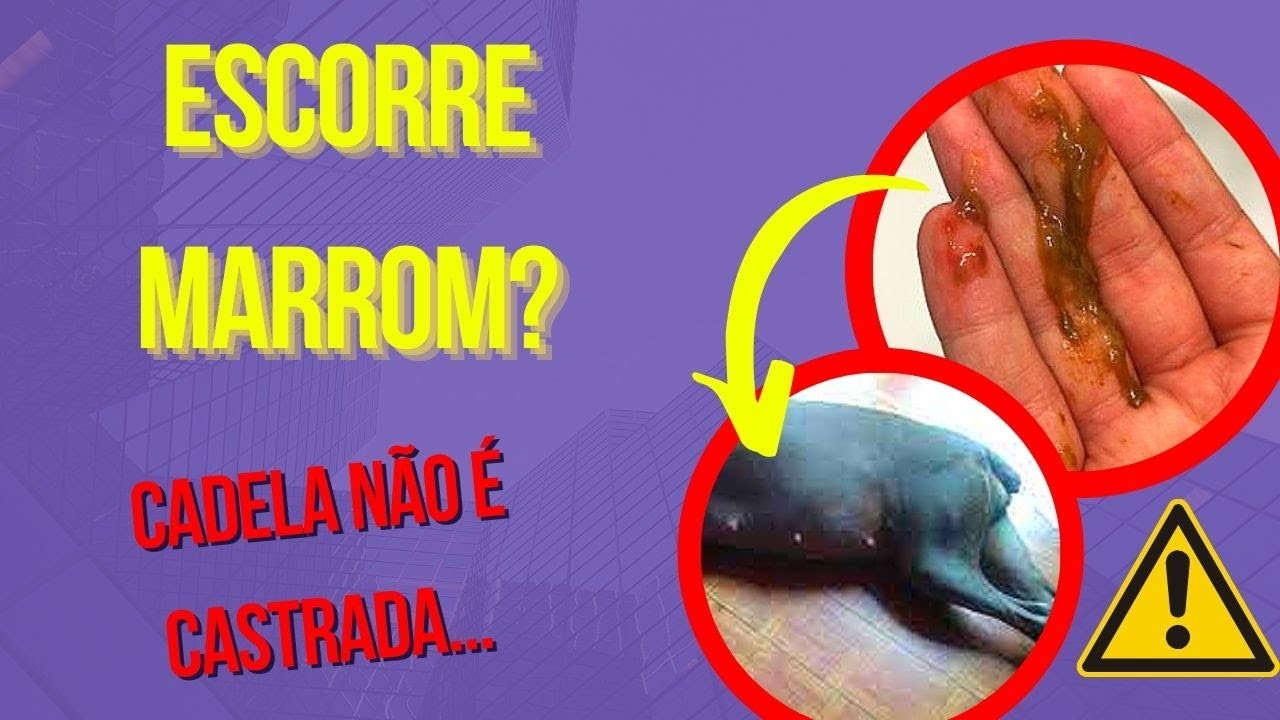 cadela-com-secre-o-vaginal-com-cheiro-forte-e-cor-marrom-ap-s-sair-do