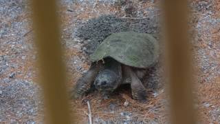 Snapping turtle at the Ottery - Digging the nest