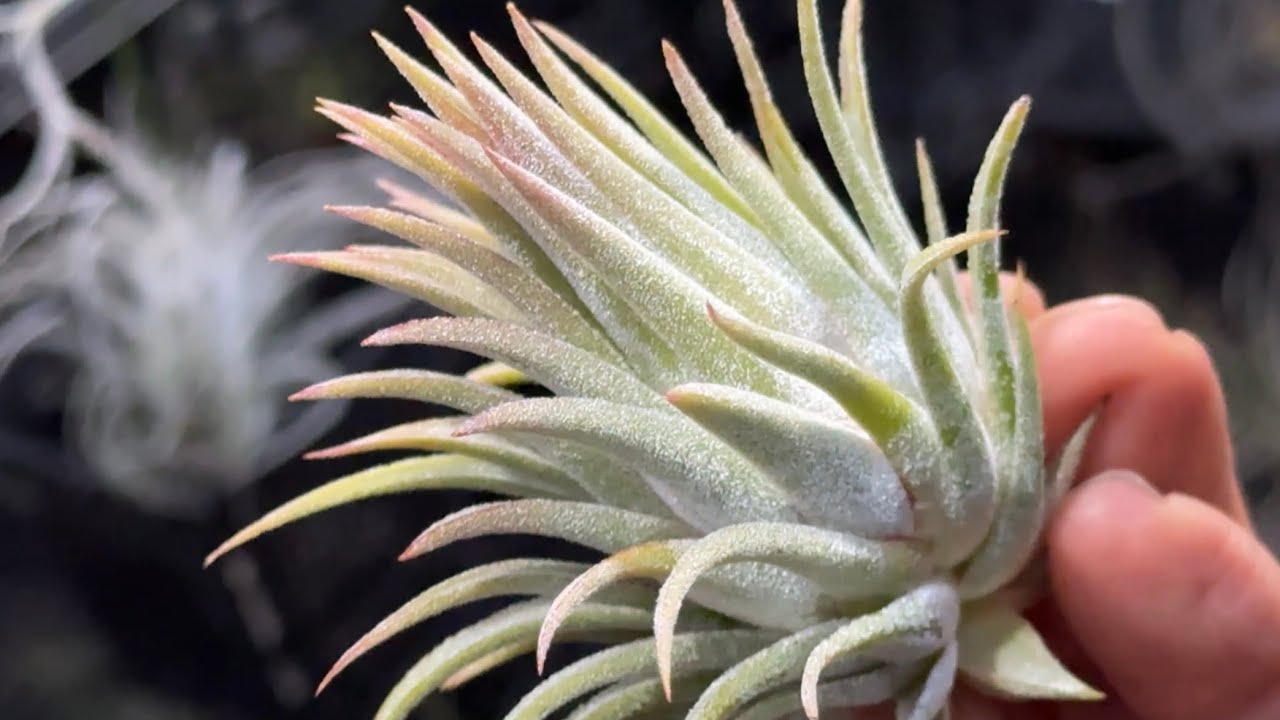 チランジア イオナンタ ハワイアンラベンダーTillandsia ionantha