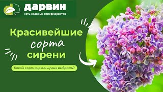 Удивительные сорта сирени из Тимирязевского питомника