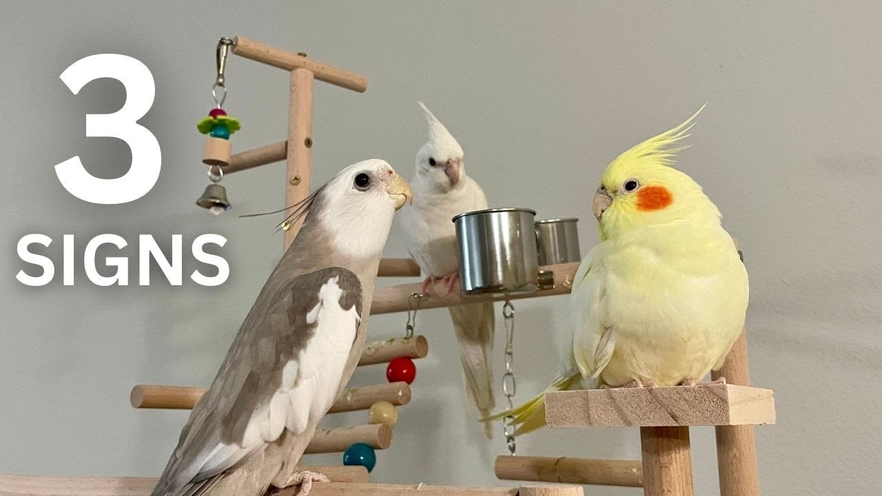 3 Signs That Your Bird Likes You