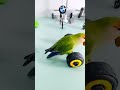 Funny Parrot Video 🦜