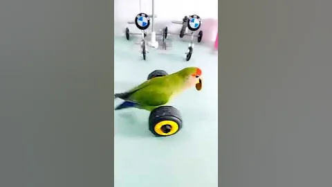 Cute Parrot funny video