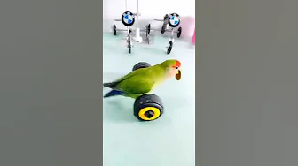 Cute Parrot funny video