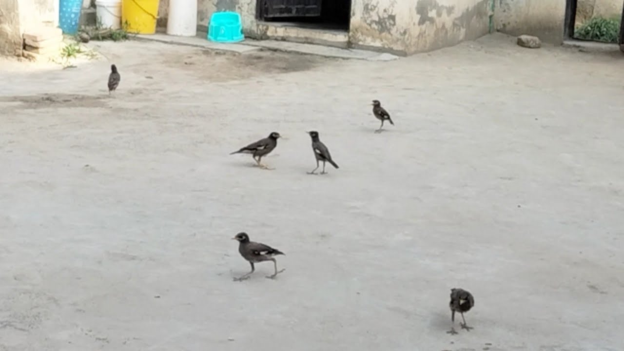 myna singing common mynah voice myna birds song mynah Kay bachy