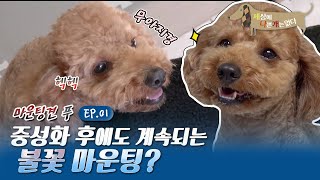 세상에 나쁜 개는 없다 꽃히면 간다! 마운팅견 푸_#001