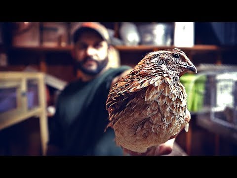 Video: How To Distinguish Male From Female Quail