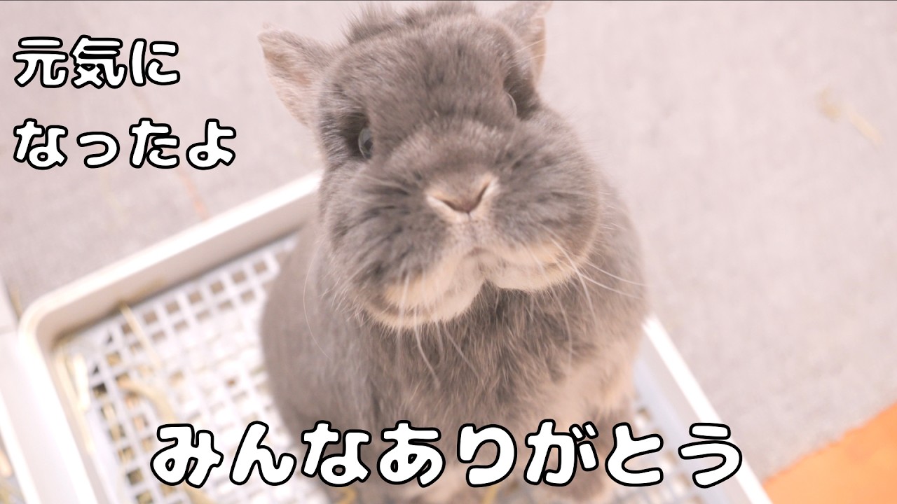 飼い主の休みに合わせて元気になったことを報告しに来るウサギが可愛かった【No.1874】