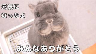 飼い主の休みに合わせて元気になったことを報告しに来るウサギが可愛かった【No.1874】