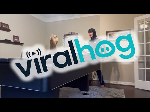 Cat is a Ping Pong Prodigy || ViralHog