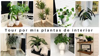 TOUR POR mis PLANTAS de INTERIOR /indoor plants @ReveNenuki