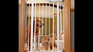 Carlson Pet Products Walk Thru Gate With Pet Door - Door Removal