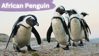 African Penguins and Their Coastal Havens by Lord of Animals 495 views 8 months ago 3 minutes, 16 seconds