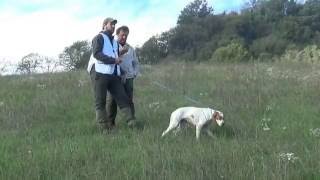 Cacciandocon Il Pointer Campionato Europeo Su Selvatico Abbattuto Hunting With English Pointer