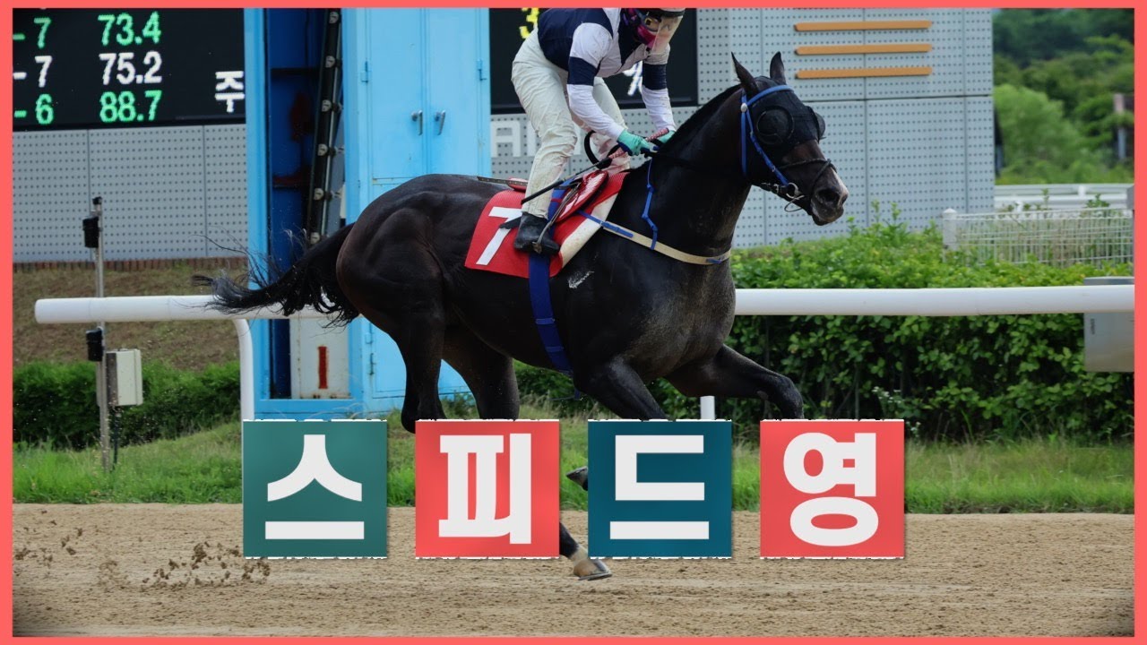 터질 듯 터질 듯 드디어 터진 경주마