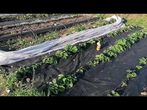 Чем обработать и