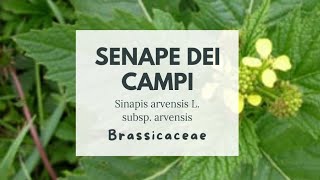 SENAPE DEI CAMPI - Sinapis arvensis L. subsp. arvensis - Brassicaceae - FIELD MUSTARD
