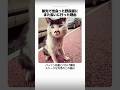 旅先で出会った野良猫にまた会いに行った理由