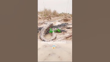 snake 🐍 Vs crocodile 🐊 @shorts new video