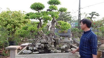 Mộc ta 800k một cây rẻ hết cỡ luôn quý vị liên hệ 0399903128