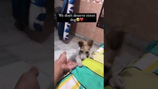 We don't deserve street dog🐕