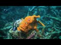 Frogfish  attacking prey  slow motion 120 fps