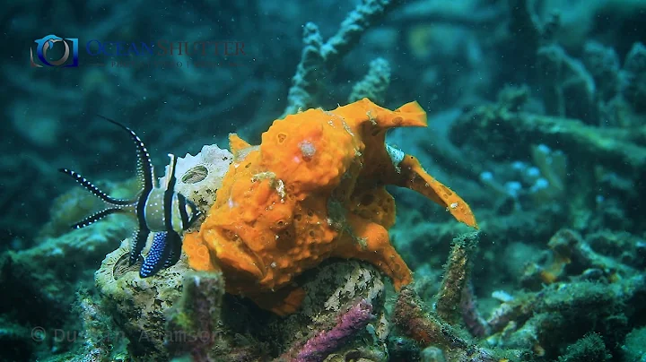 Frogfish  Attacking Prey - Slow Motion 120 fps