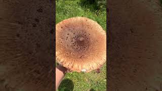 Giant 🍄 mushroom #youtubeshorts #shorts