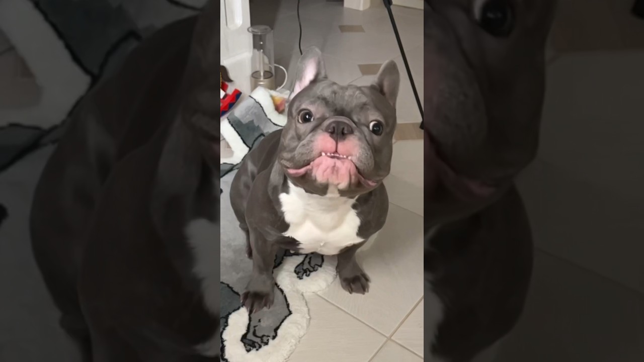Baby Shark Shock🤣