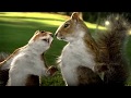 Kate nahi katate ye din ye raat || Kit Kat old squirrel ad || Meri Feelings Mera Dard