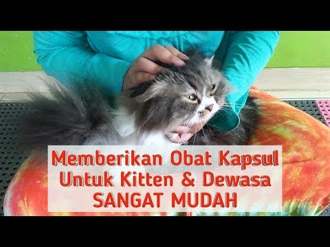 Video: Cara Memberi Kucing Obat 