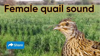Female quail sound | madi batair ki awaz | batair karkaree | vol 7 @yaseenshikari