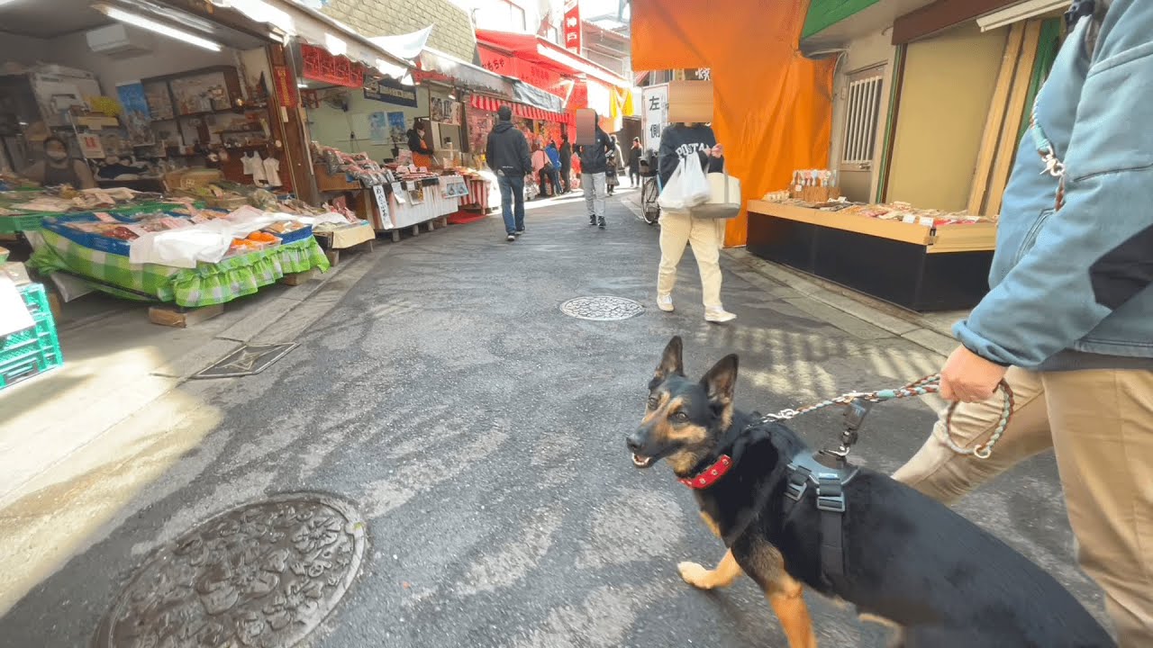 参道商店街で愛犬と一緒に食べ歩きの旅！【ジャーマンシェパード】