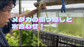 水合わせについて話します　メダカの引越し