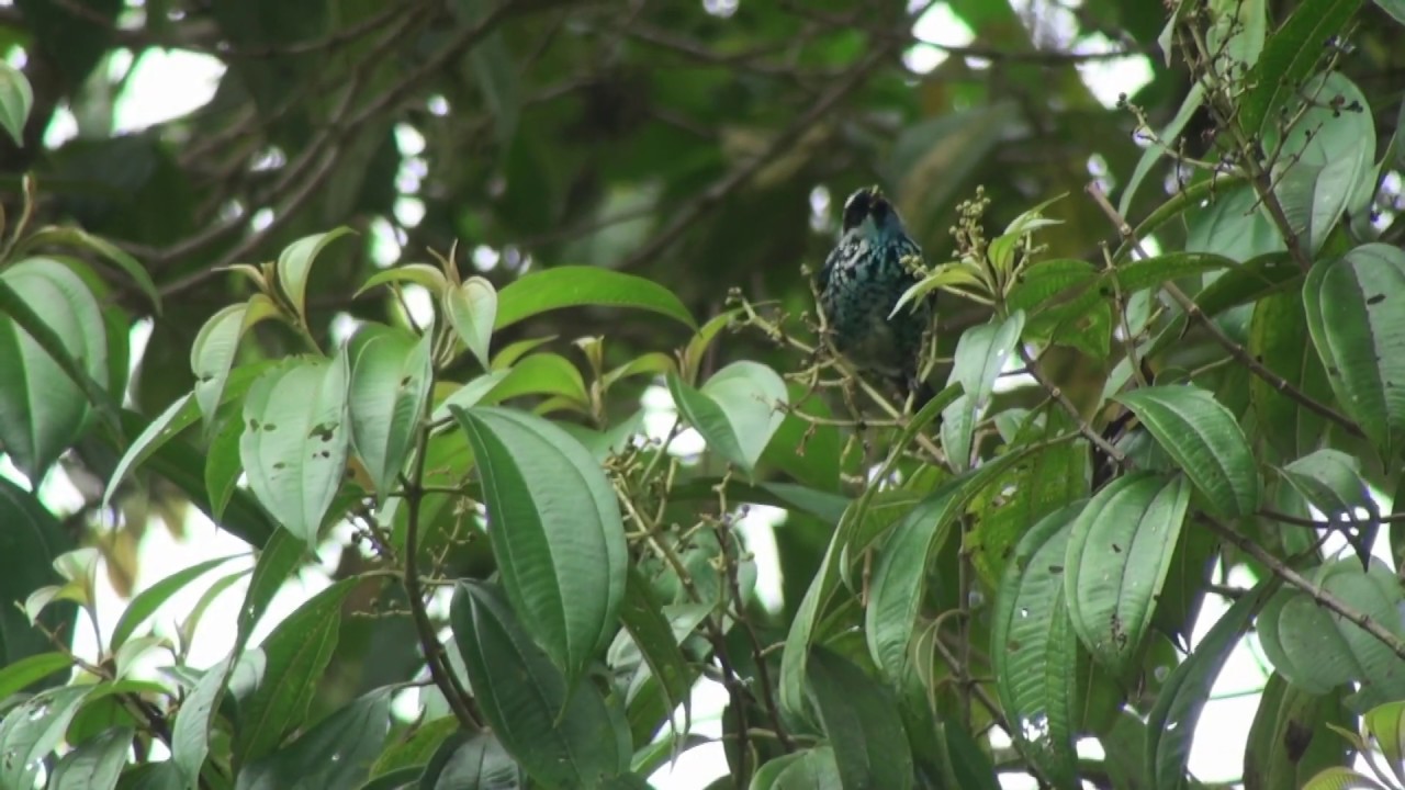 Calliste béryl (Tangara nigroviridis cyanescens) Beryl-Spangled Tanager