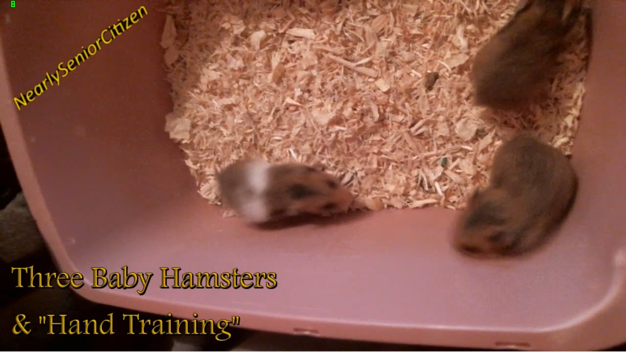 Three Baby Hamsters & 'Hand Training' YouTube