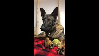 How to build BALL DRIVE with German Shepherd Puppy