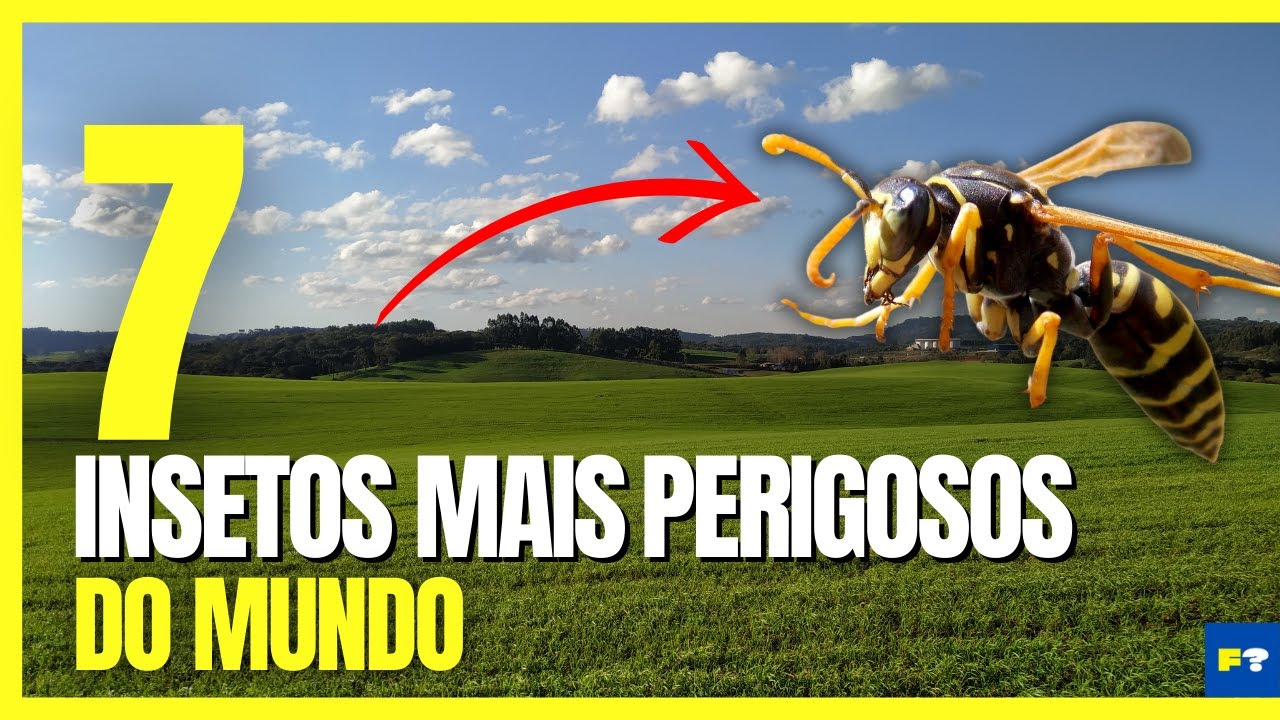 Os 7 INSETOS mais PERIGOSOS do MUNDO - YouTube