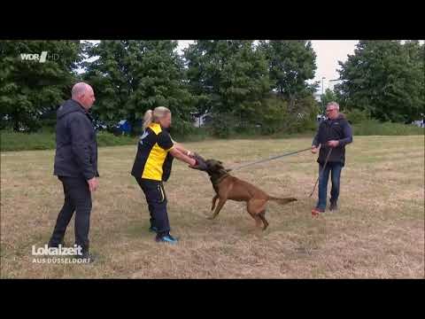 Hundeschulung für Postzusteller