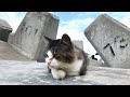 Japan’s Cat Island | More Cats Than Humans