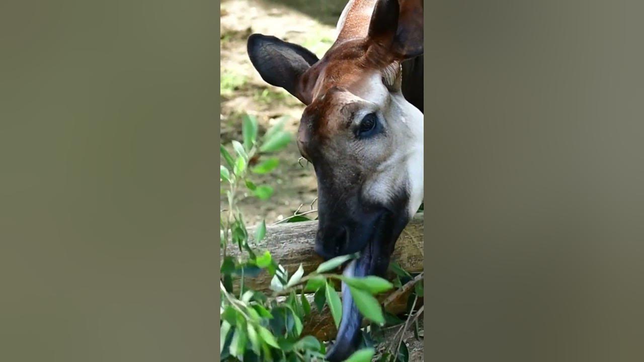 World Okapi Day! YouTube
