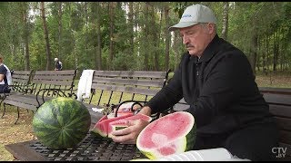 Лукашенко убирал урожай и дегустировал арбузы прямо в поле