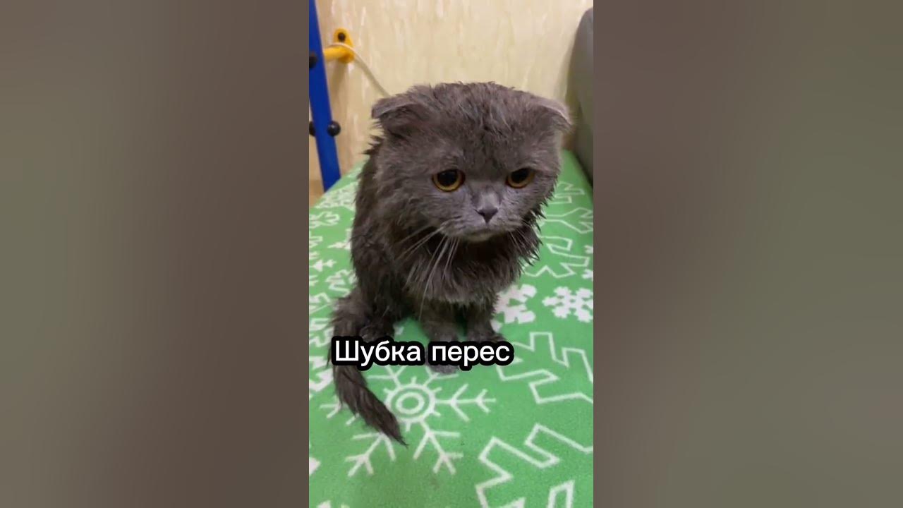Чего боятся кошки больше всего?🐱😲 #cat #catsfacts - YouTube