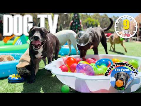 Entertaining Doggy Daycare TV - Ultimate Dog Video for Dogs To Watch - Dog Sounds Barking Squeak Toy