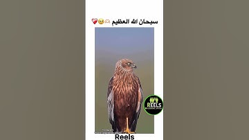#قران_كريم #المصحف #quran #لاحول_ولاقوة_الابالله #راحة_نفسية #تلاوة_هادئة