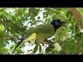 A Green Jay Survey - Texas Parks & Wildlife [Official]