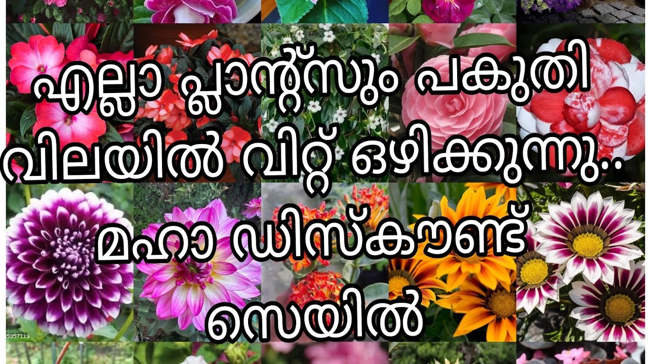പ്ലാന്റ്സിന്റെ വില കുറച്ച് പ്ലാന്റസ് വിറ്റ് ഒഴിക്കുന്നു 😱😱😱