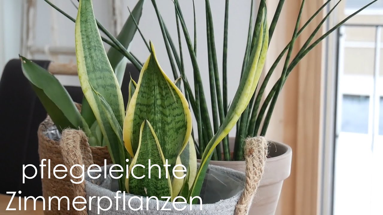 5 pflegeleichte Zimmerpflanzen / Pflanzen die für Anfänger geeignet sind