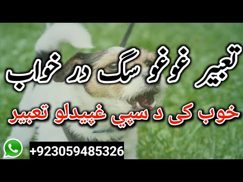 په خوب کی د سپی غپیدلو تعبیر. تعبیر غو غو سګ در خواب