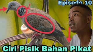 FEATURES OF THE MEASURING BIRD THAT CAN BE USED AS A GROUND PEG MATERIAL.